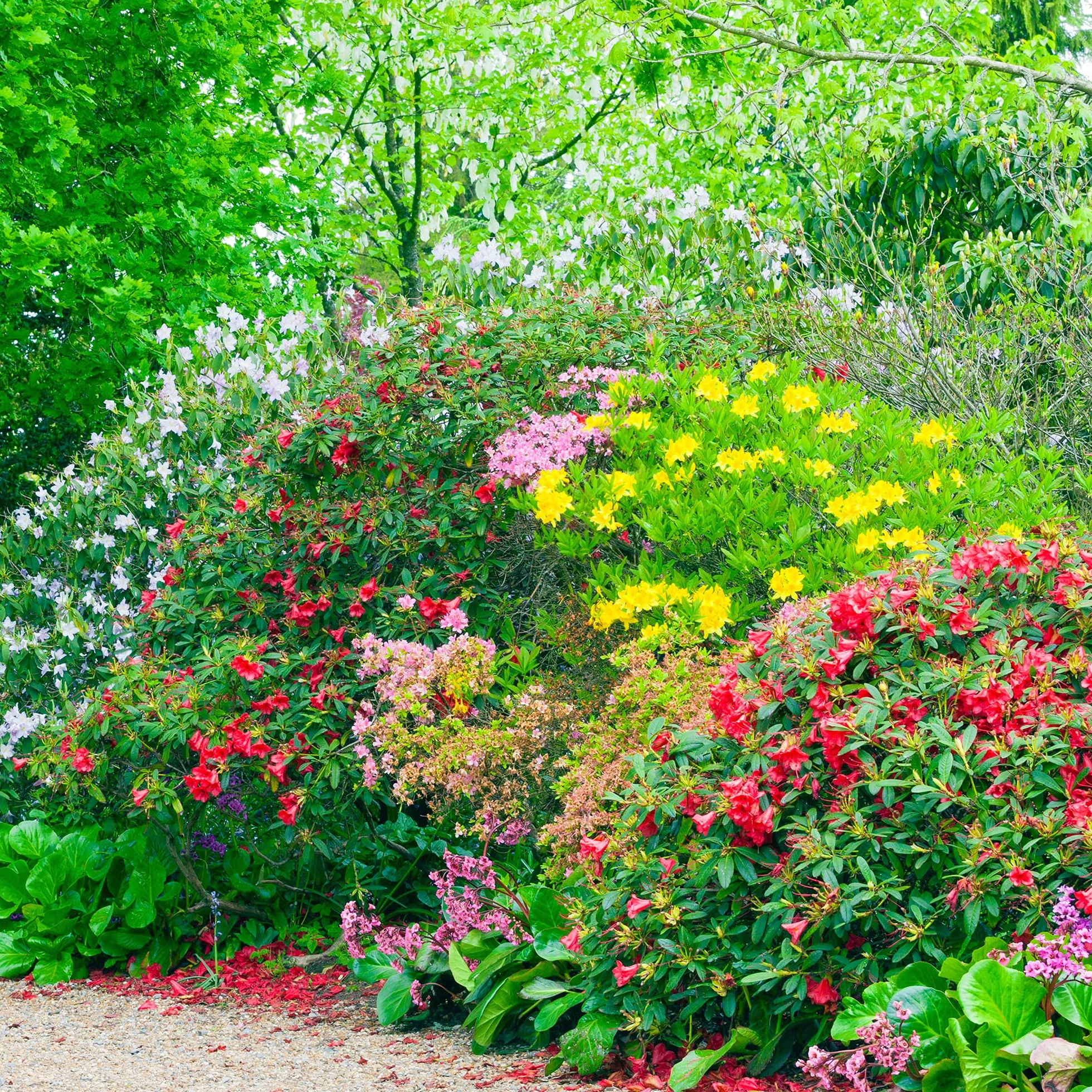 Mélange de 5 plants d'arbustes à fleurs pour jardin extérieur coloré toute l'année