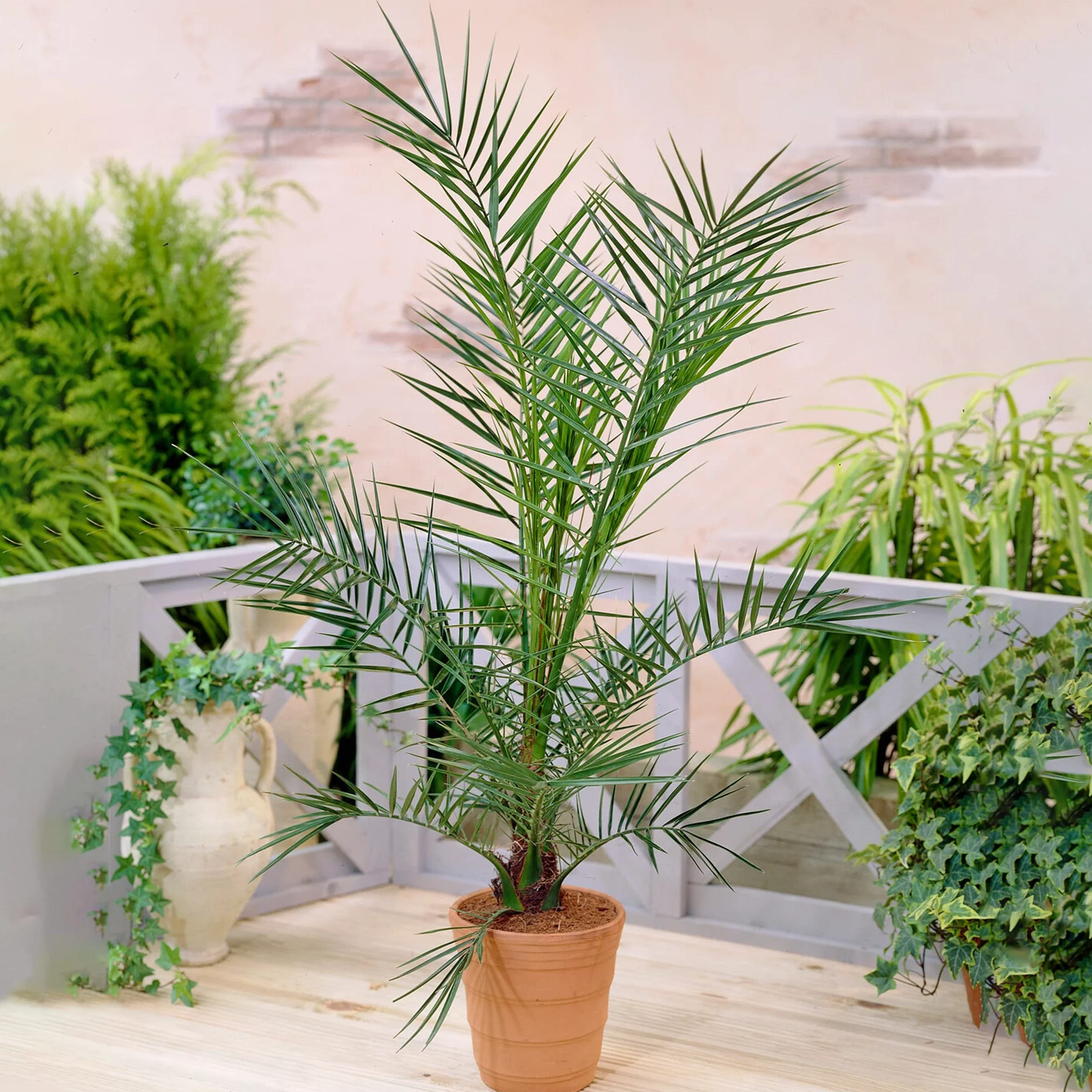 Palmier dattier des Canaries Phoenix Canariensis Pot 19 cm Plante exotique d'extérieur