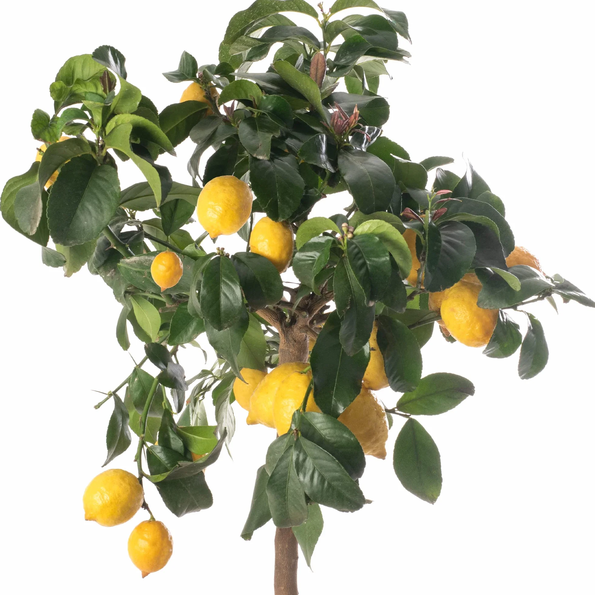 Drzewko cytrynowe Grand arbre d'agrumes - uprawa w domu i ogrodzie