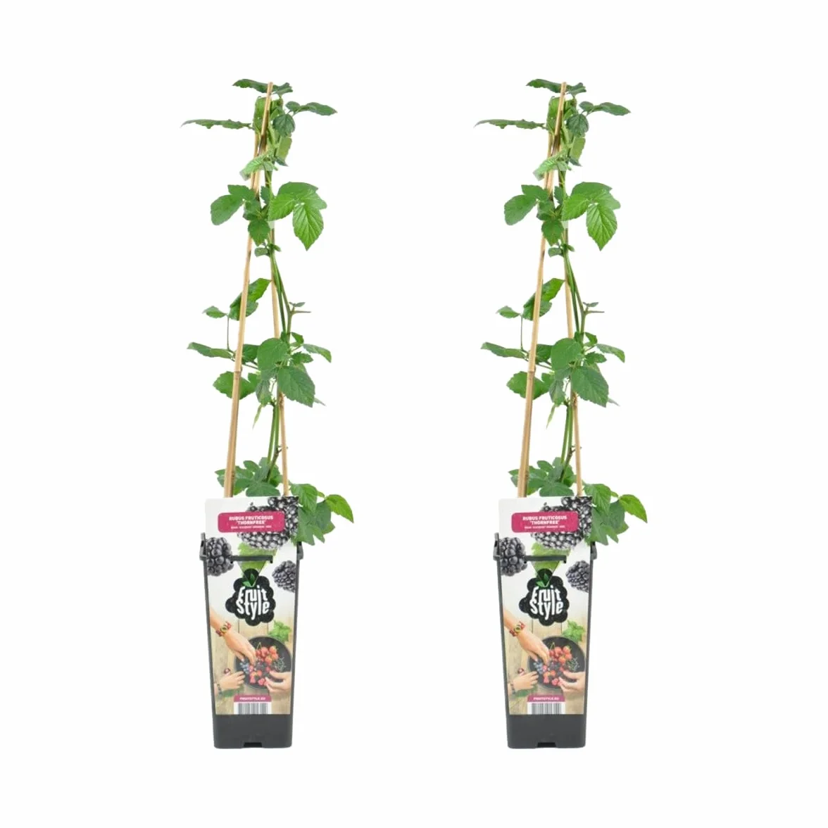 Bloomique Rubus Fruticosus 'Thornfree' Mûrier Plantes fruitières Pot 14 cm Hauteur 60-70cm