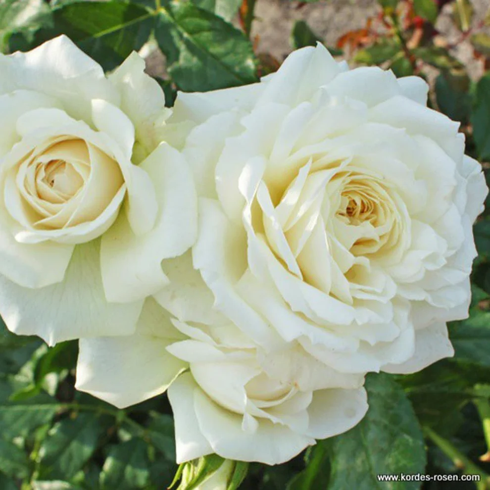 Rosa 'Bobbie James' Rosier pot 25-30 cm - La géante parfumée pour grands espaces