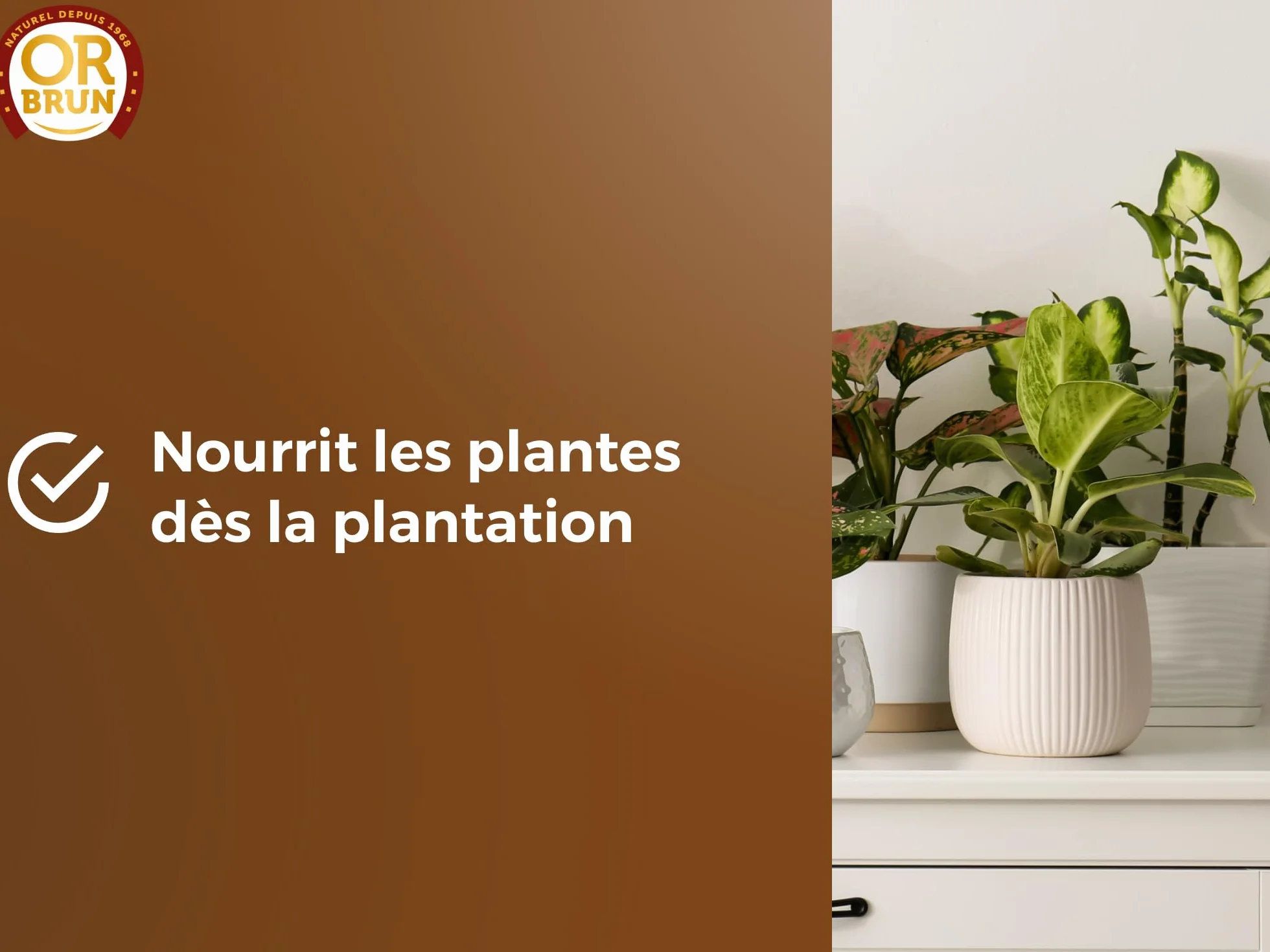 Or Brun Terreau Rempotage Universel 6L pour Plantes en Pots