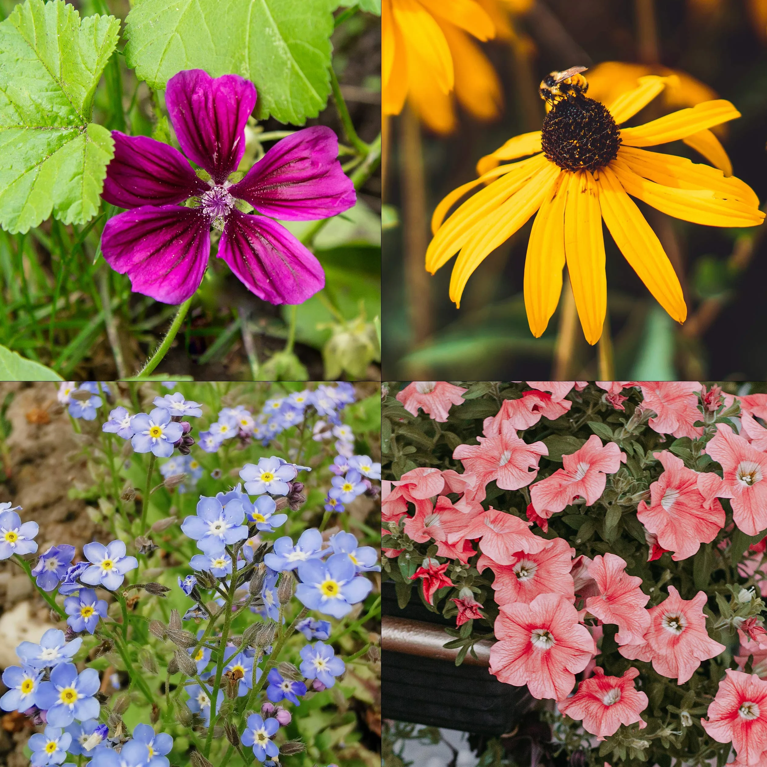 OwnGrown 10 variétés de semences de fleurs comestibles - Kit prêt-à-pousser pour jardin et balcon