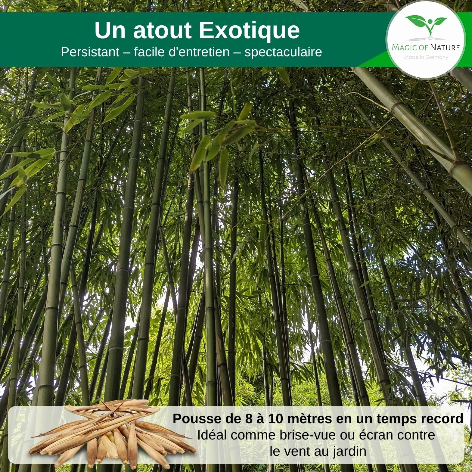 Magic of Nature Graines de Bambou Géant 60 pcs – Brise-vue Protection Vent Jardin