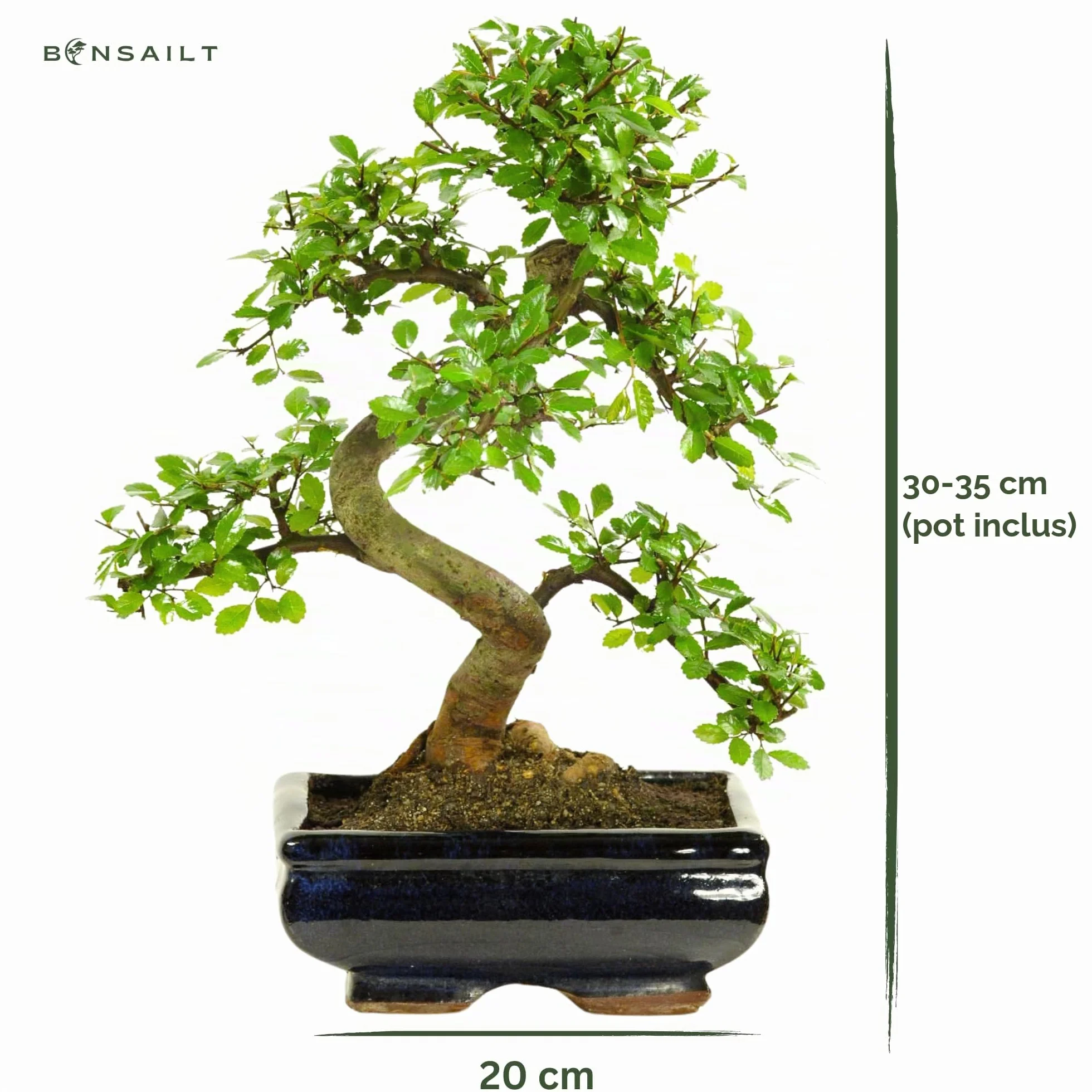 Bonsaï pot céramique Ligustrum Ficus Carmona Podocarpus Orme chinois 6-9 ans