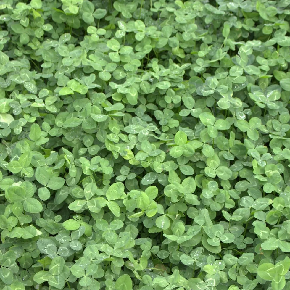 Semences de Gazon Trèfle Nain Trifolium Repens 200g 50m² Couvre-Sol