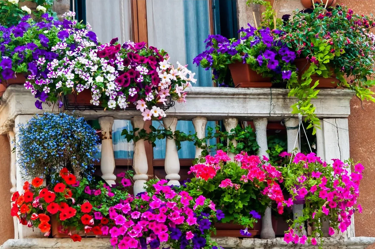 Mélange de 11 Variétés de Fleurs pour Balcon - 250 Graines - Mix Couleurs