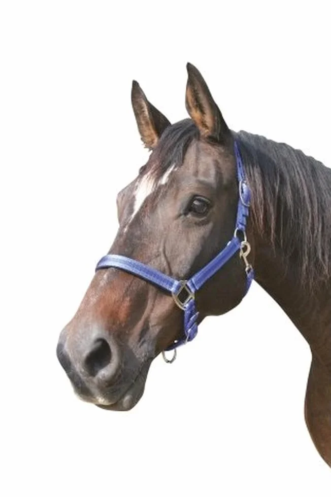 Kerbl Mixte Halfter 2-fach Verstellbar KERBL Mustang Licol pour Cheval Bleu Roi Noir Taille 3, royalblau/schwarz, Taille 3 EU