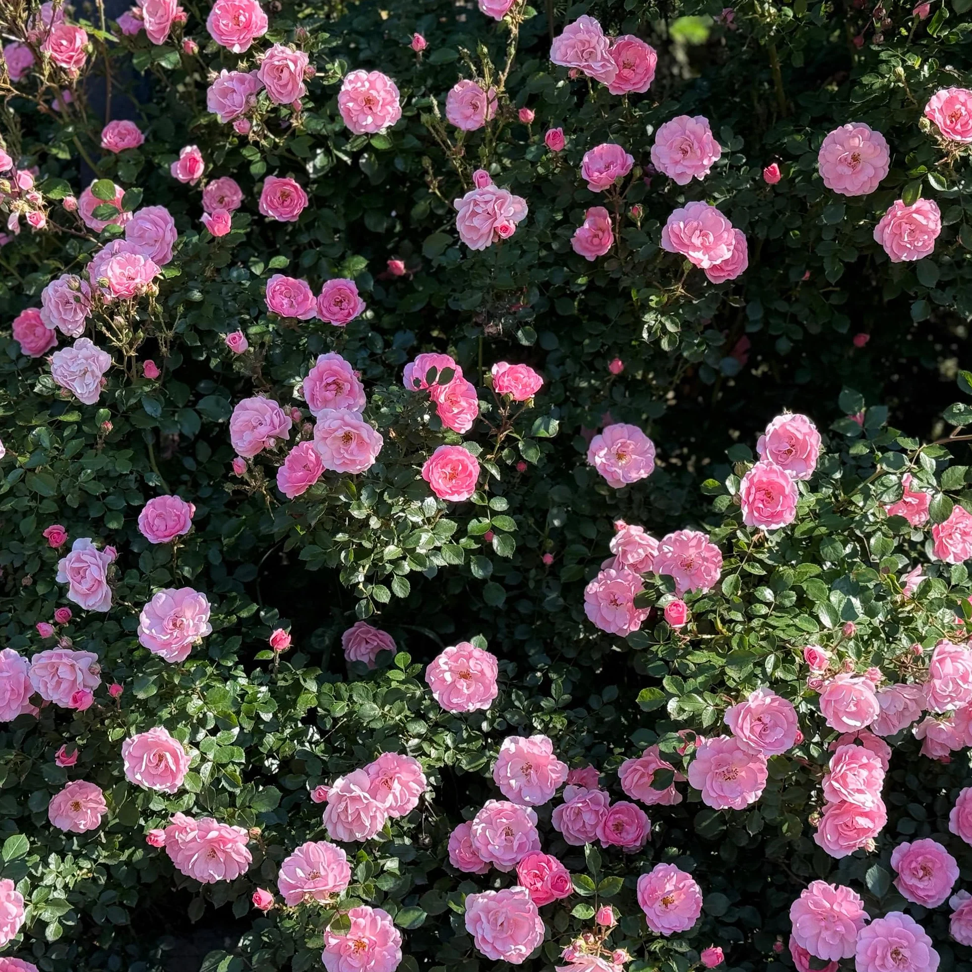 Rosier Grimpant Rose – Plante Grimpante Fleurie pour Murs, Pergolas & Clôtures