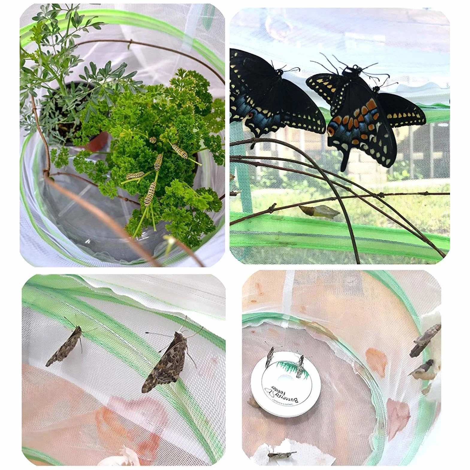 Cage à insectes pliable - Cage papillon d'élevage et de reproduction