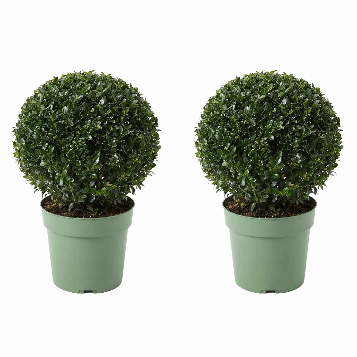 Bloomique Ilex Crenata Jenny Houx japonais Feuillage Persistant Rustique Hauteur 30-40 cm Pot 17 cm