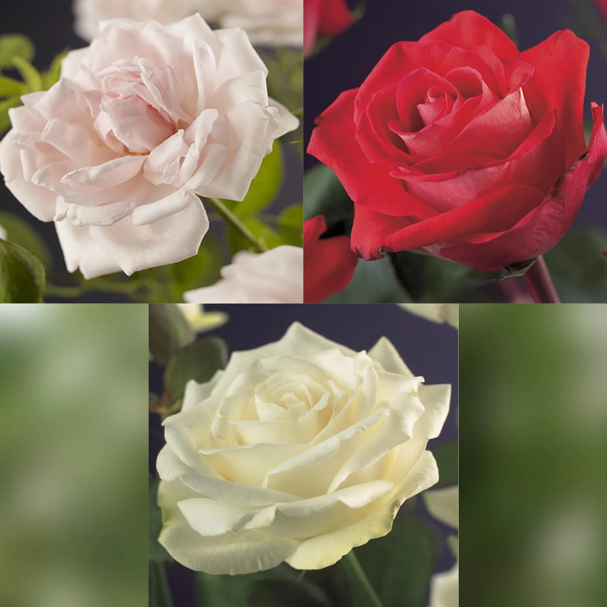 GreenboutiQ Rosier grimpant Rosa Tricolour Fleurs Rose Blanc Rouge 3 plantes Pot 11cm Hauteur 40cm