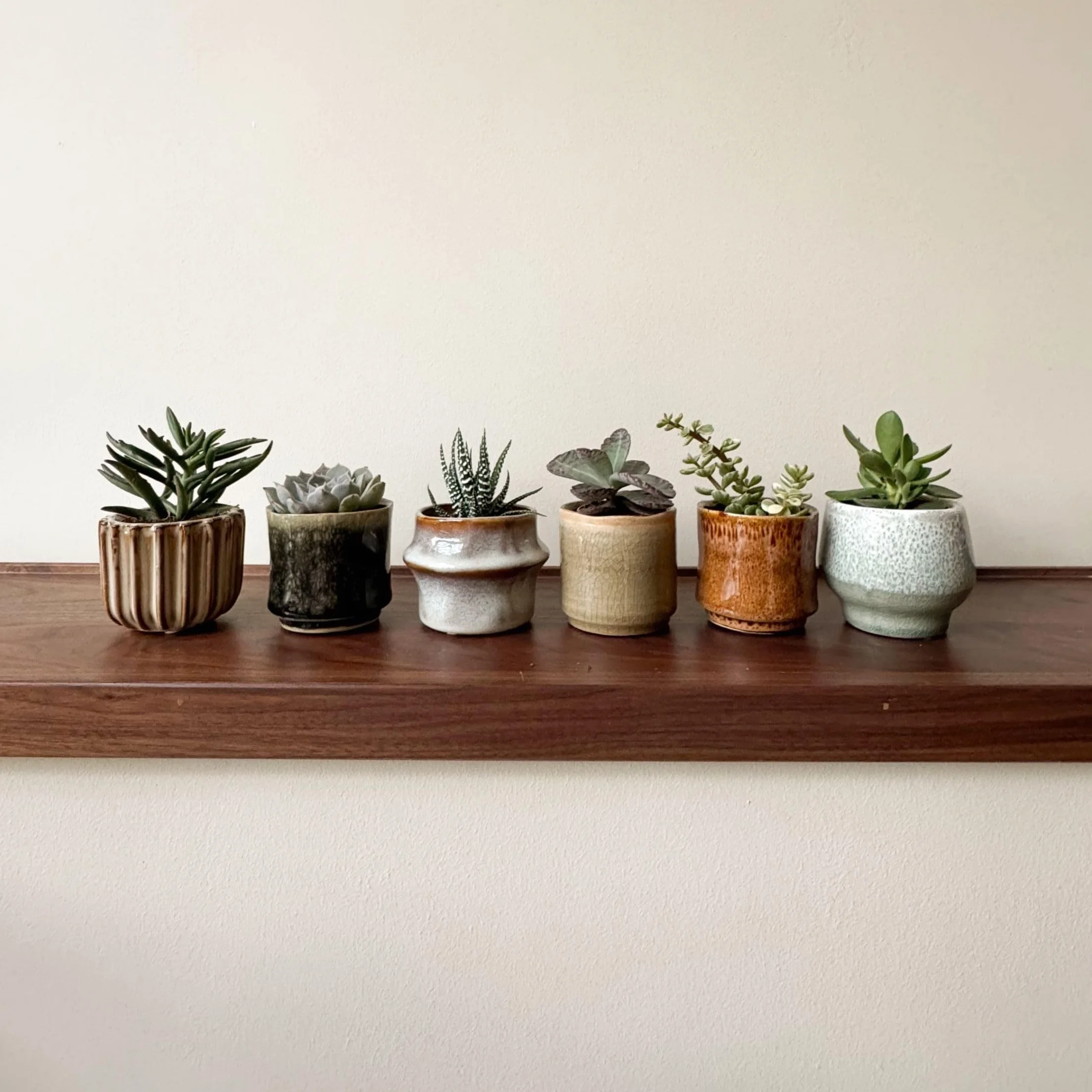 Succulentes Mélange 6 Pièces Plantes Réelles Pot 5.5cm Hauteur 5-10cm