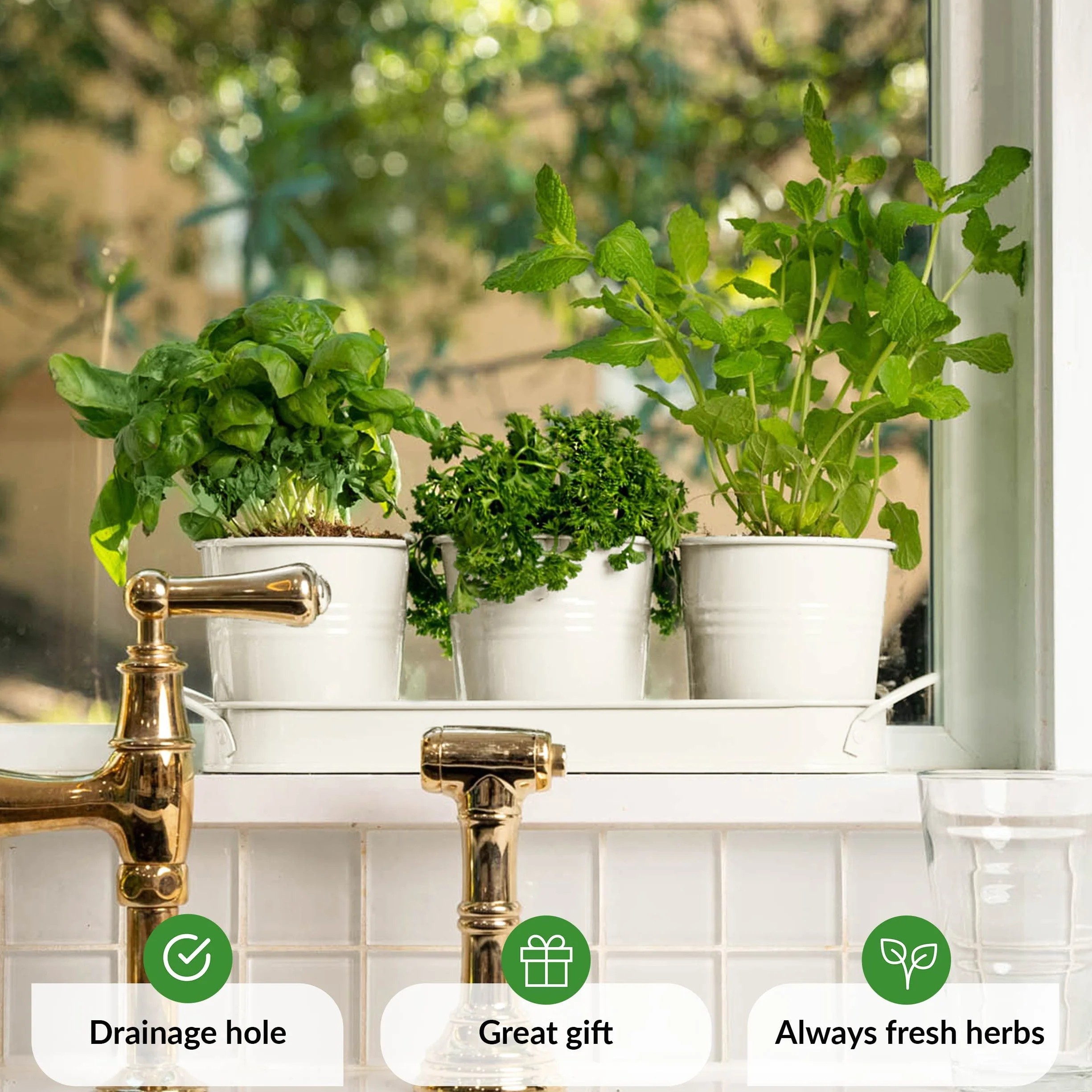 Pots Herbes Plantes d'Intérieur Plateau Kit Plantes Aromatiques Intérieur pour Basilic, Menthe, Persil