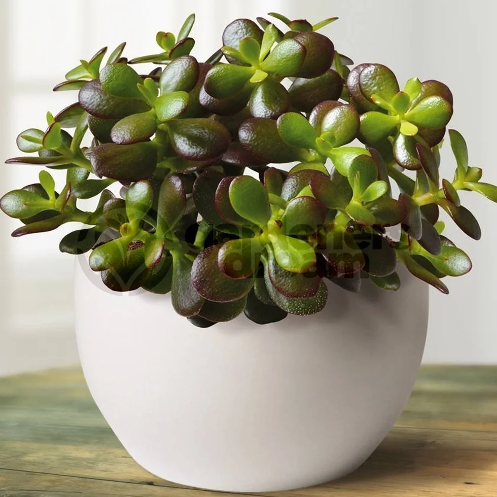 Crassula Ovata Arbre de Jade Plante d'intérieur Ornementale