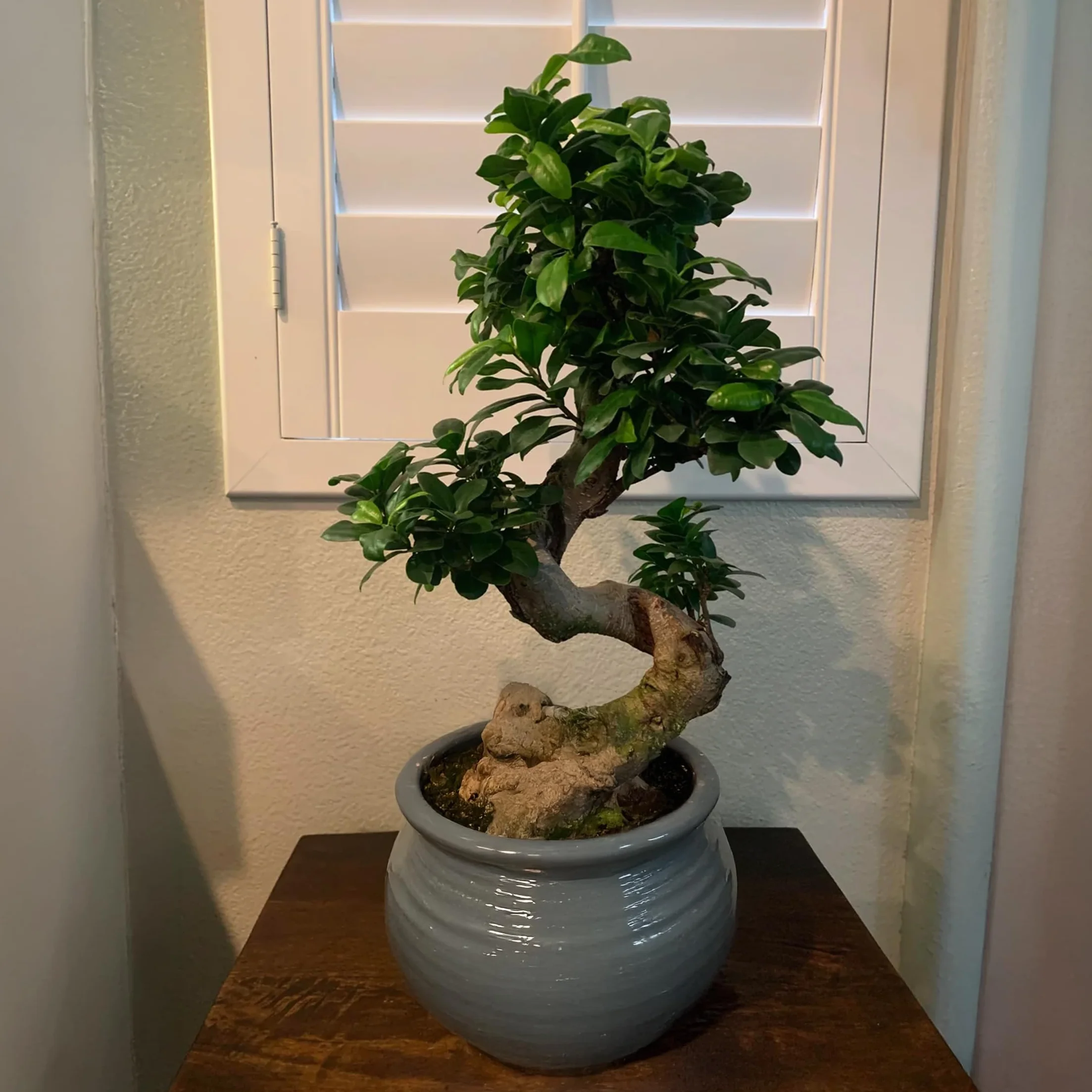 Ficus Ginseng en forme de S Bonsaï Japonaise Plante d'intérieur Pot 20cm Hauteur 55-65cm