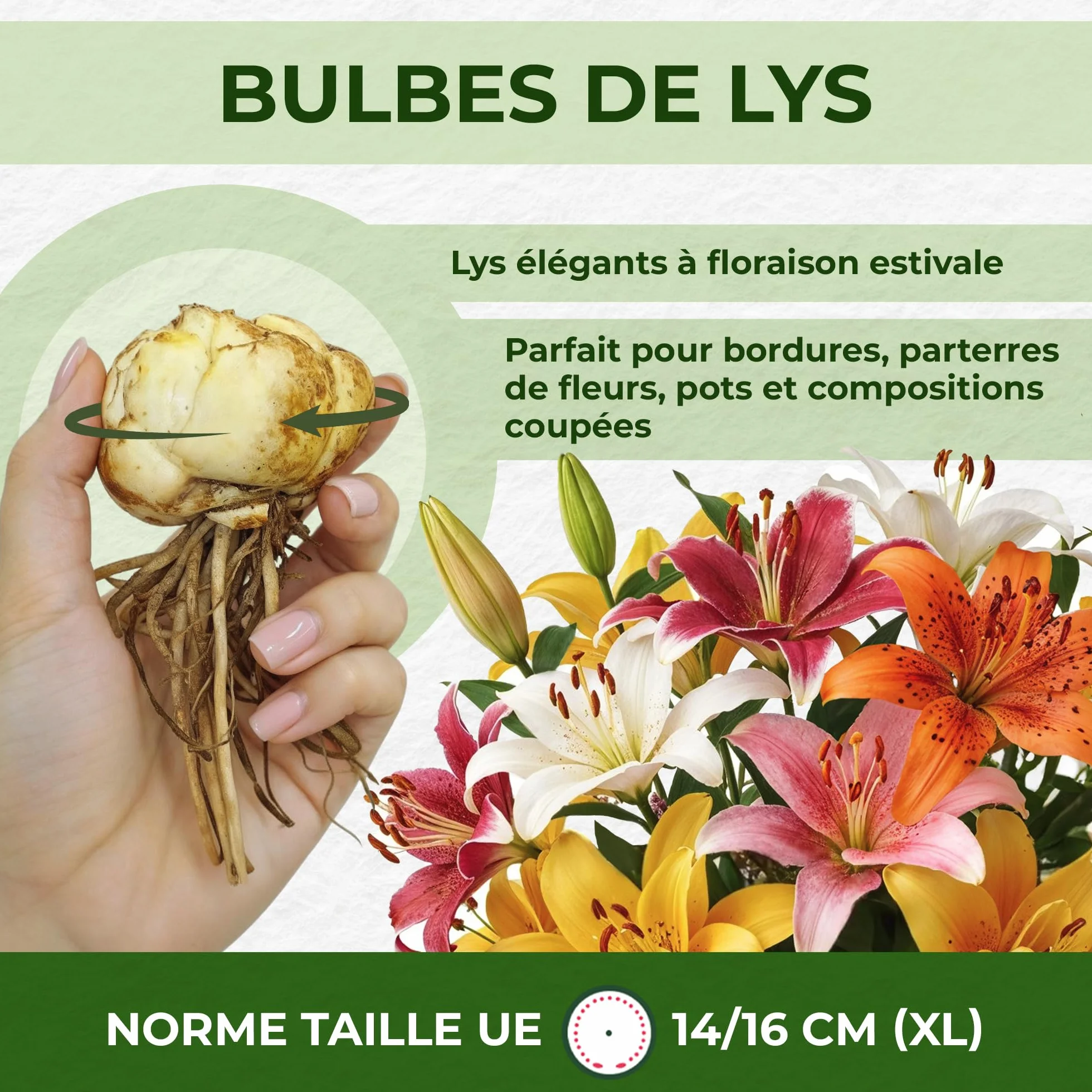 Bulbes de Lys Asiatiques - 15 Bulbes - 5 Variétés - Mélange Vivaces Rustiques Pays-Bas