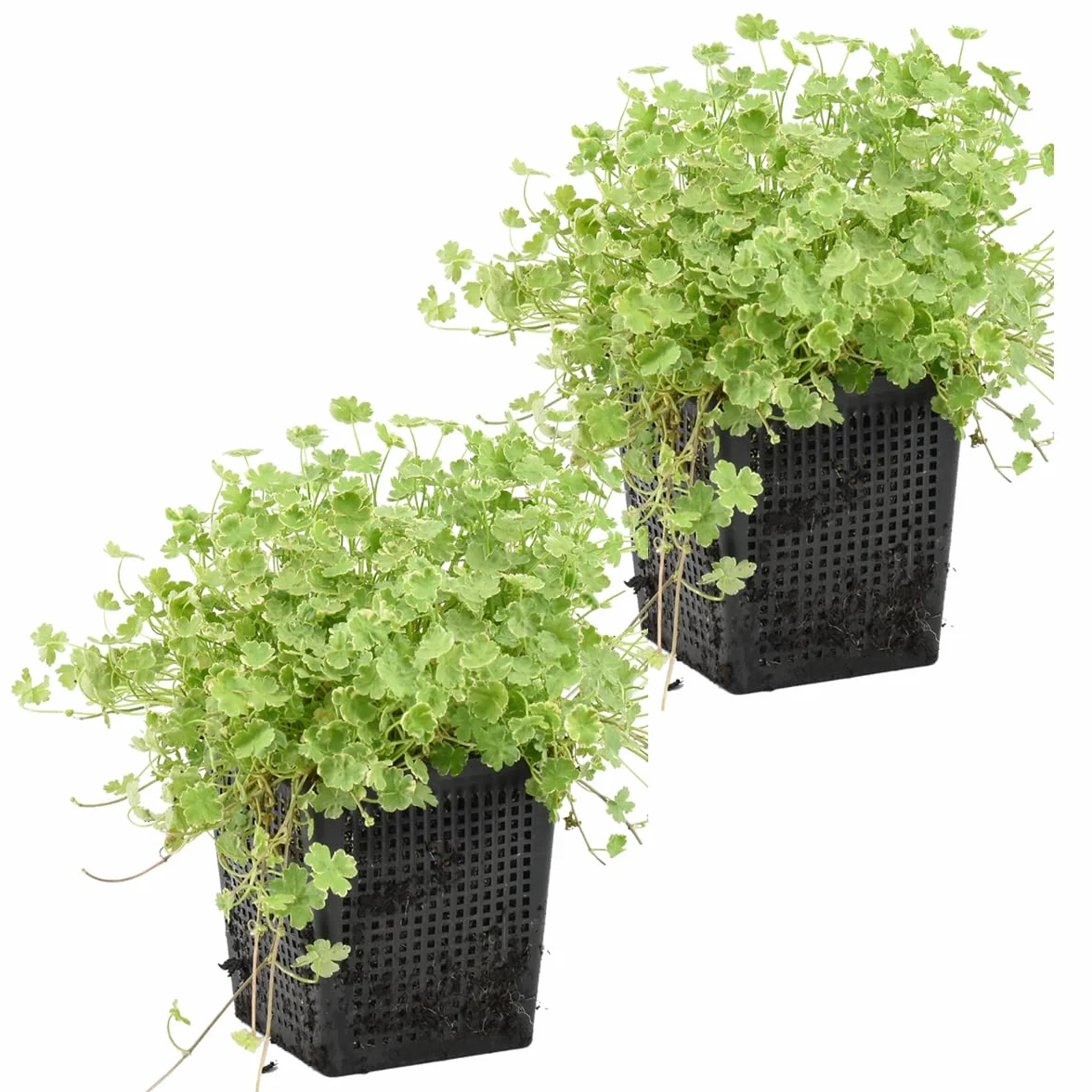 Bloomique Hydrocotyle Variegata Plante de bassin panachée 10-20 cm Pot 11 cm