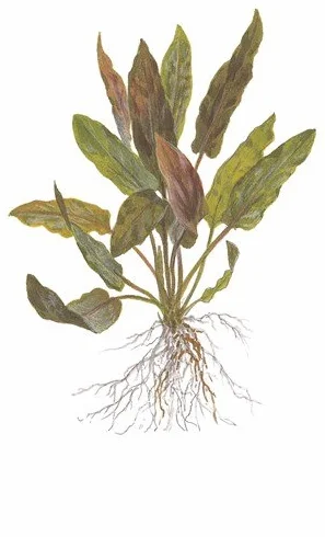 Cryptocoryne undulatus 'Red' 1-2 Grow ! Plantes d'aquarium