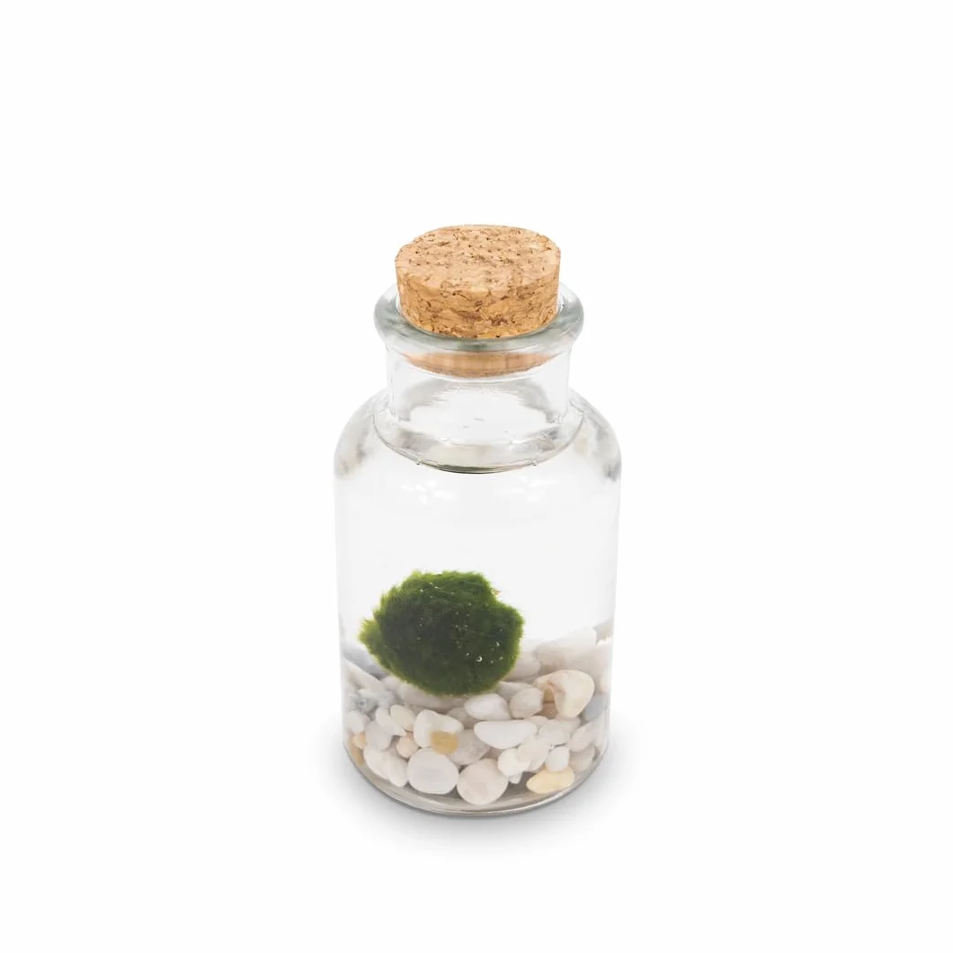 Kit Marimo en bouteille individuelle Fond blanc pot en verre avec bouchon fabrication artisanale Made in Italy 4 cm 11 cm