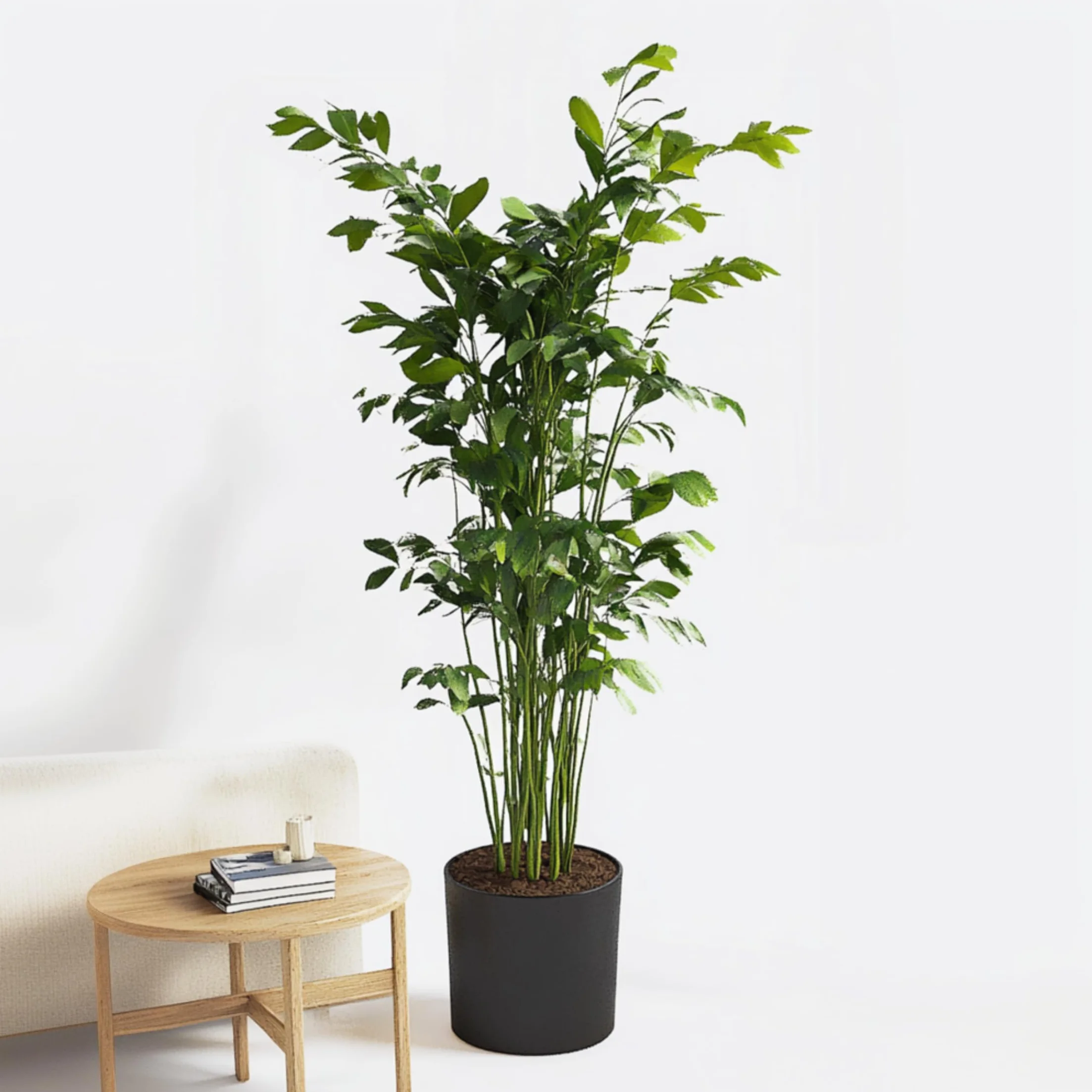 Caryota mitis Palmier à queue de poisson Pot 27cm Hauteur 120-130cm