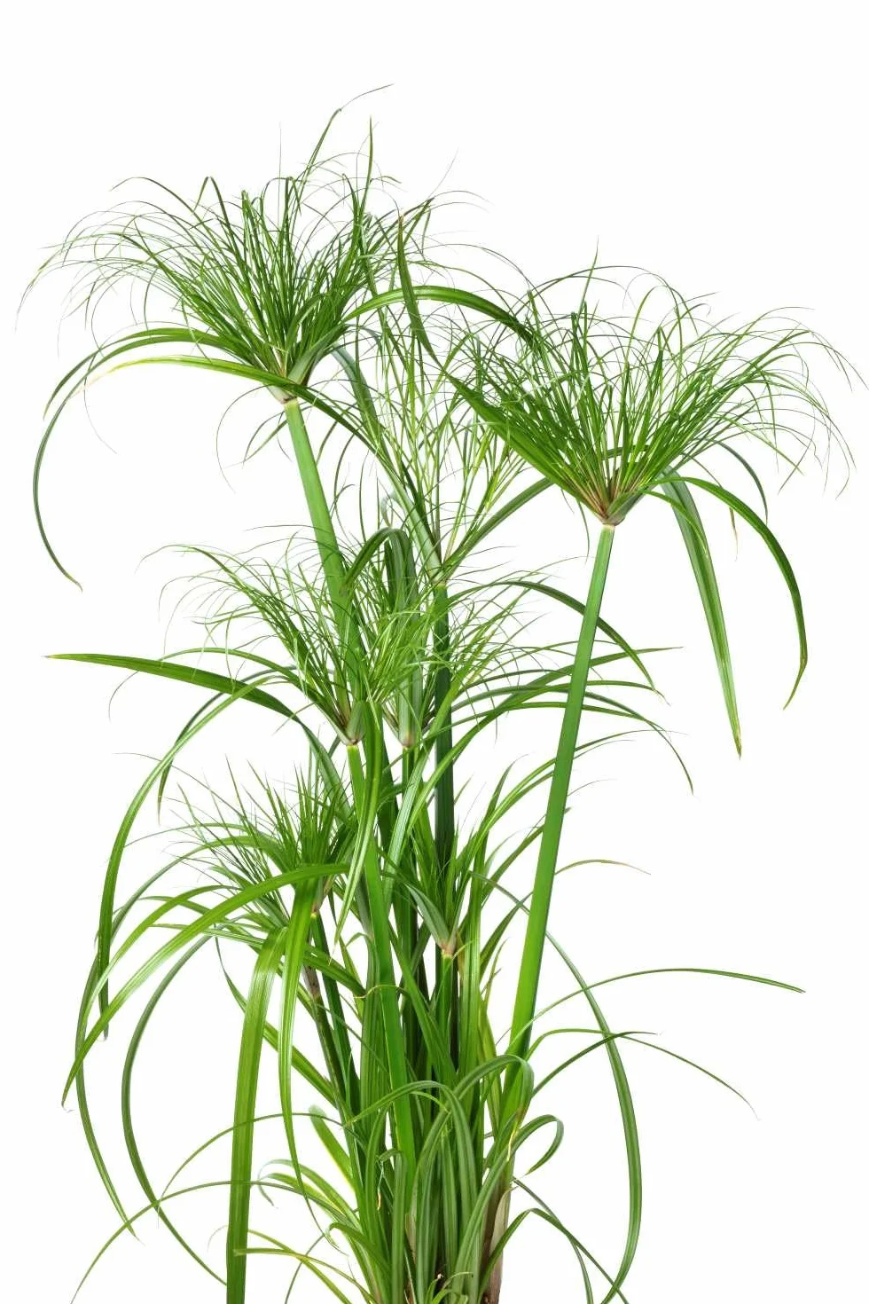 Graines Papyrus du Nil Cyperus Papyrus - Sachet 100 graines