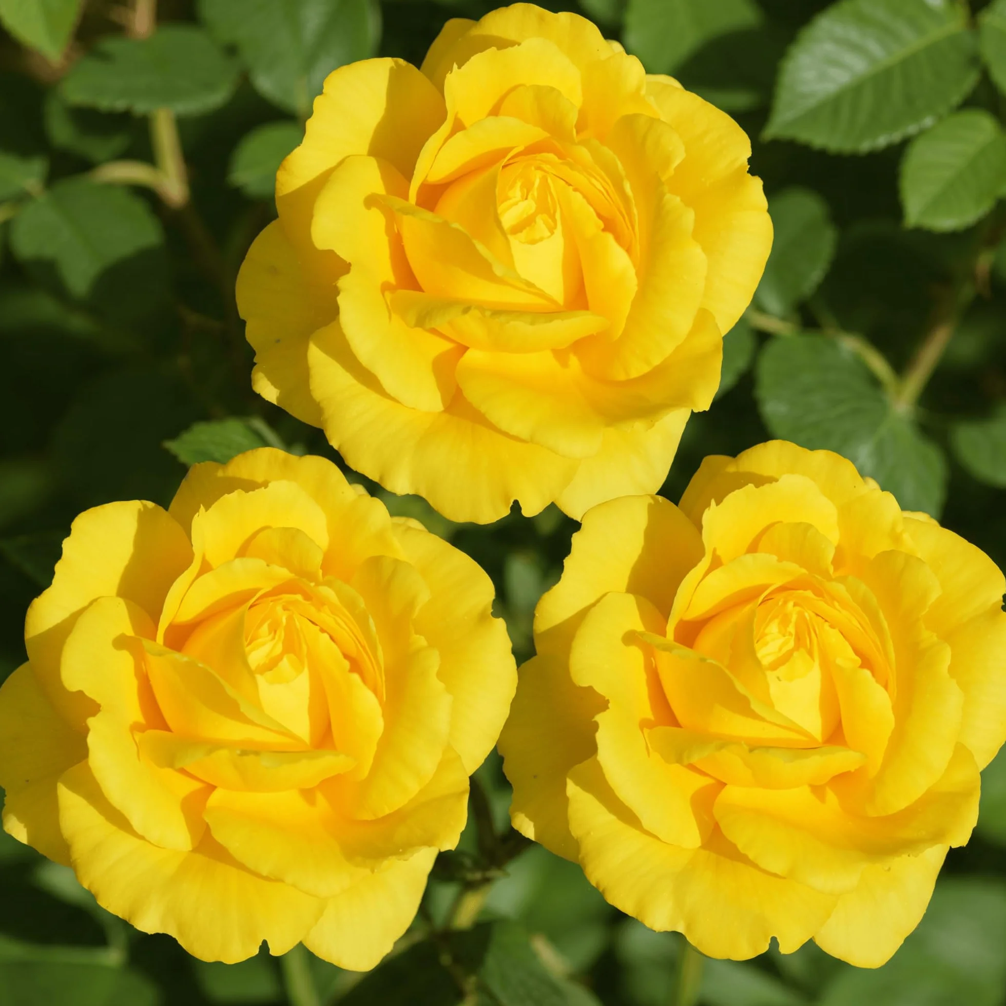 Rose Jaune 1 Plante Fleur à Planter Extérieur Vivace Résistante Plantes de Hollande