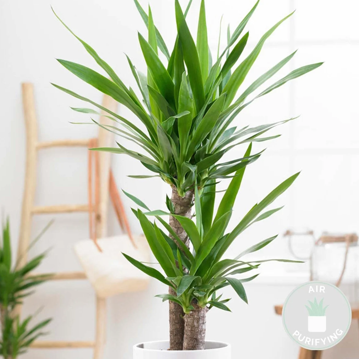 Bloomique Yucca Elephantipes Plante d’intérieur Hauteur 60-70 cm Pot 17 cm