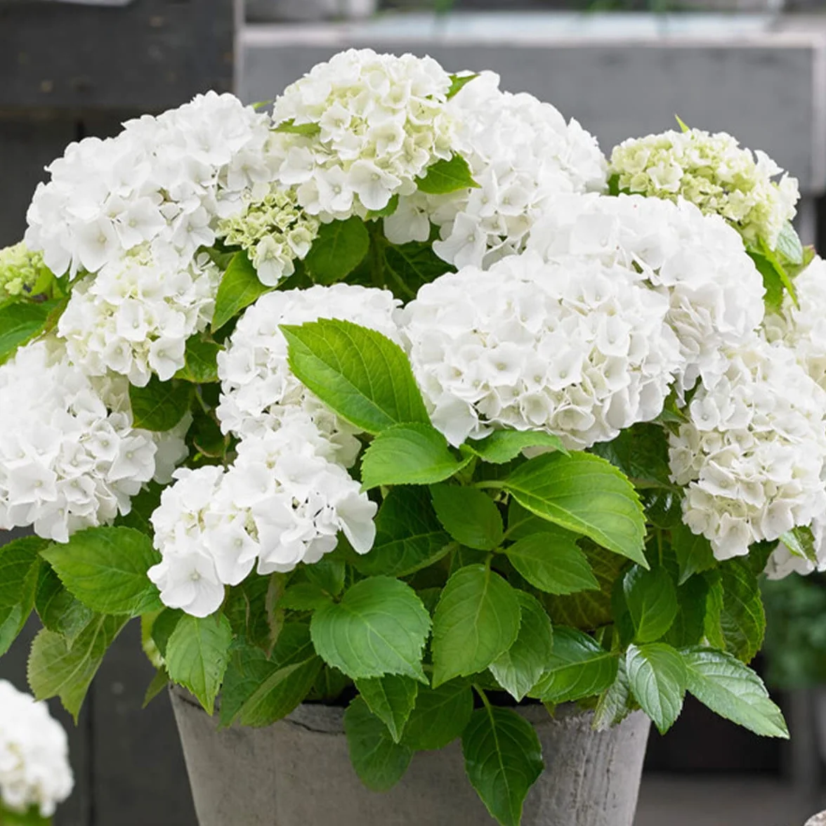 Bloomique Hydrangea Macrophylla Mélange 3 Rose Bleu Blanc Hortensia Commun Plantes de Jardin Rustique Hauteur 20-30 cm Pot 10,5 cm