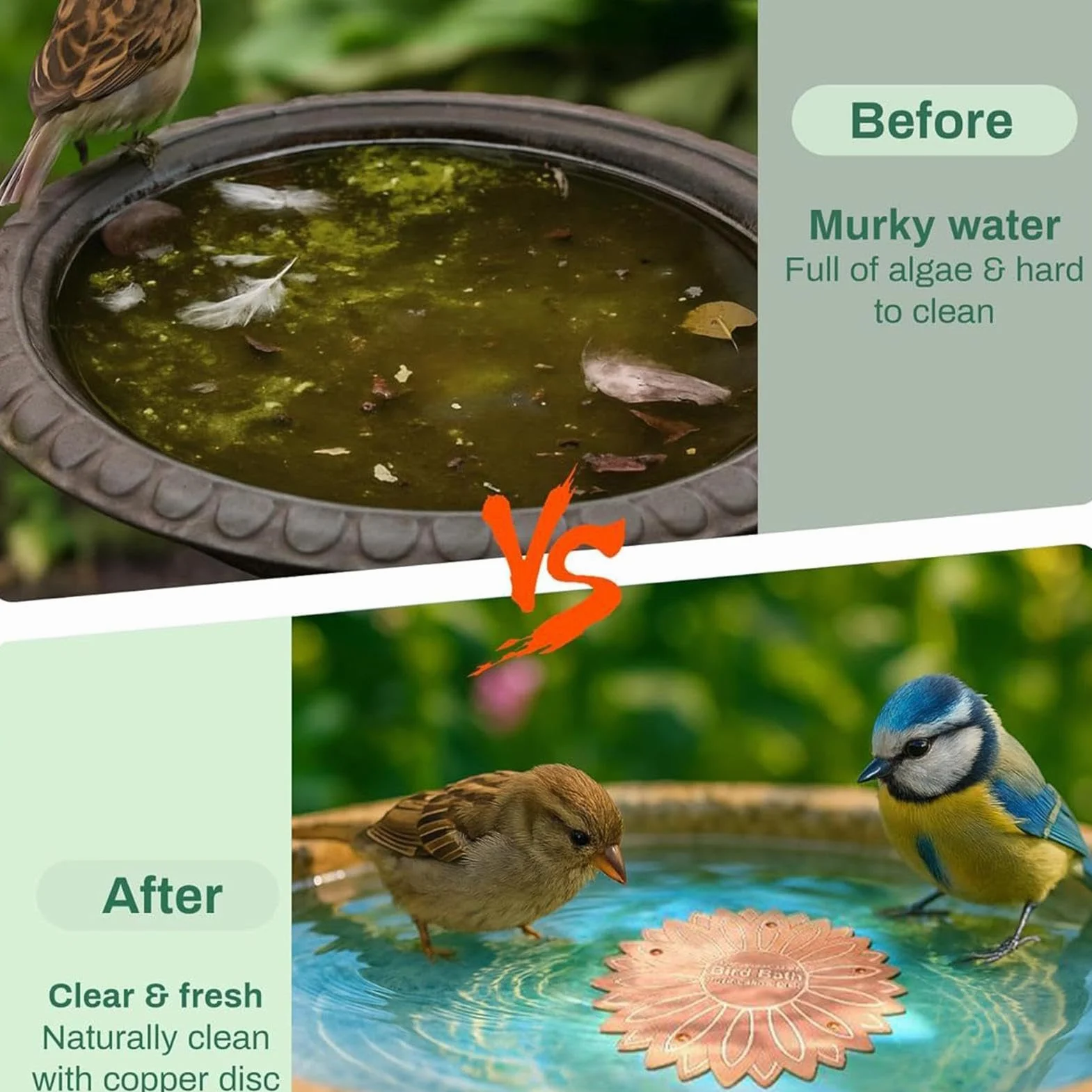 Disque cuivre bain oiseaux fleurs prévention algues jardin