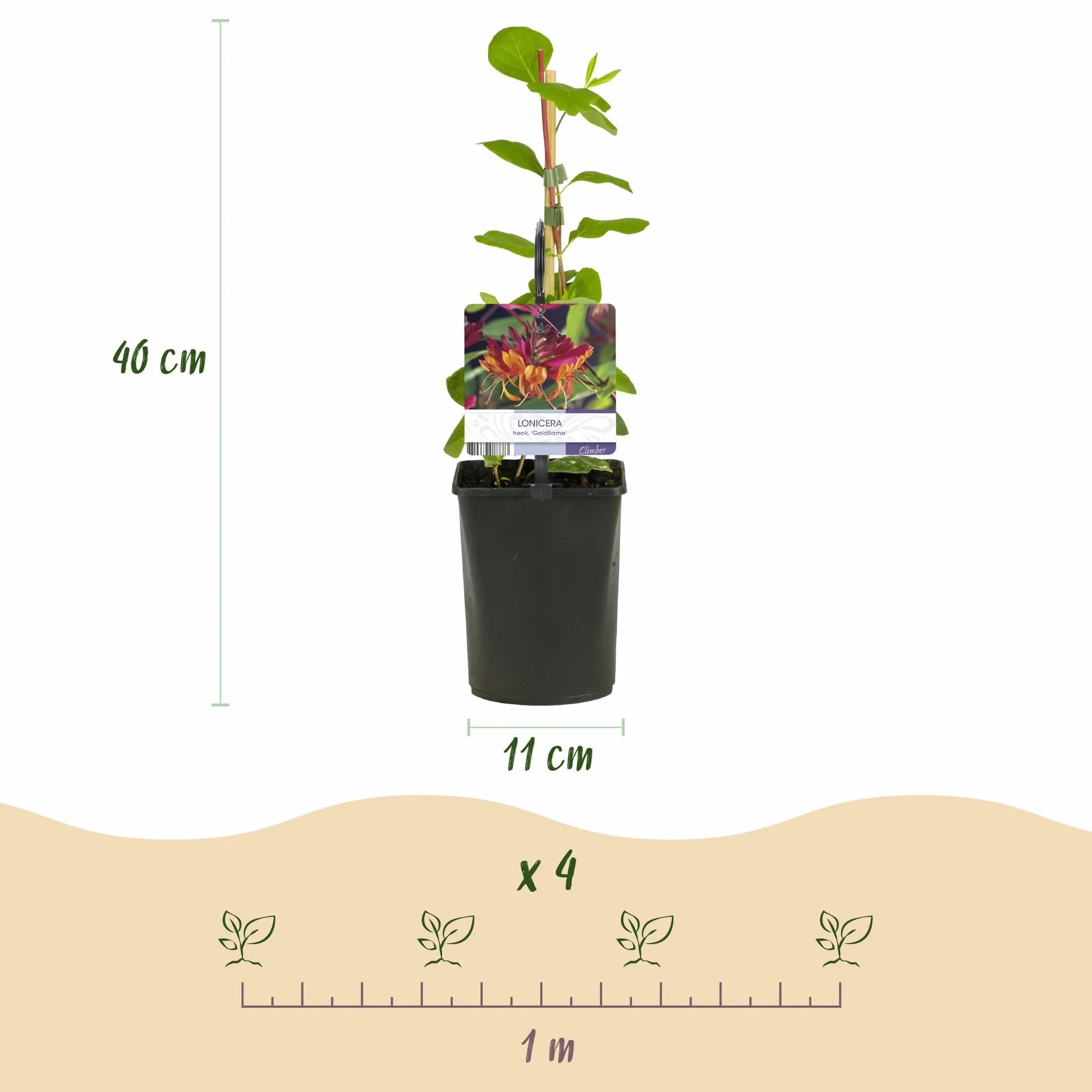 Lonicera heckrottii Goldflame Chèvrefeuille 2 plantes Pot 11cm Hauteur 40cm