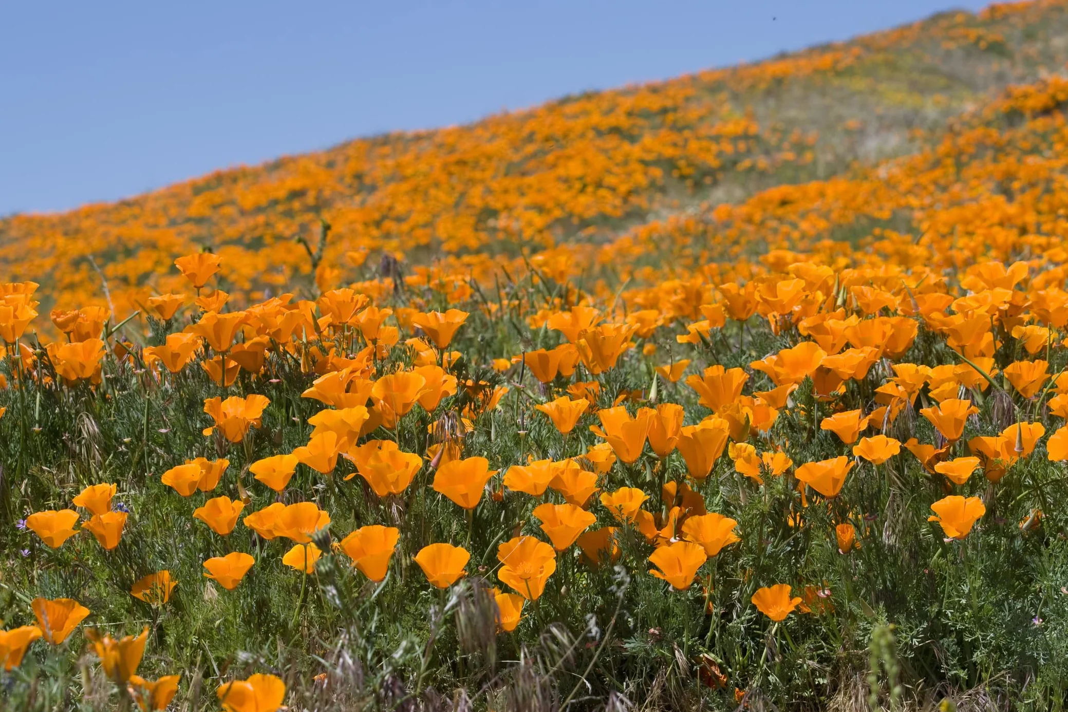 Eschscholzia californica 1000 graines de pavot de Californie Prairie fleurie Pâturage apicole