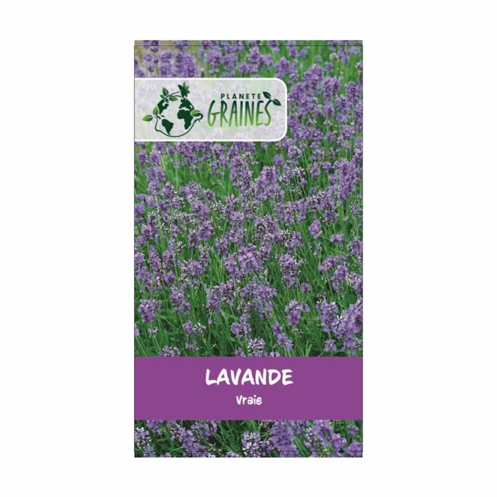 Graines de Lavande Vraie Bleue 300 Plante Aromatique Mellifère pour Jardin Balcon