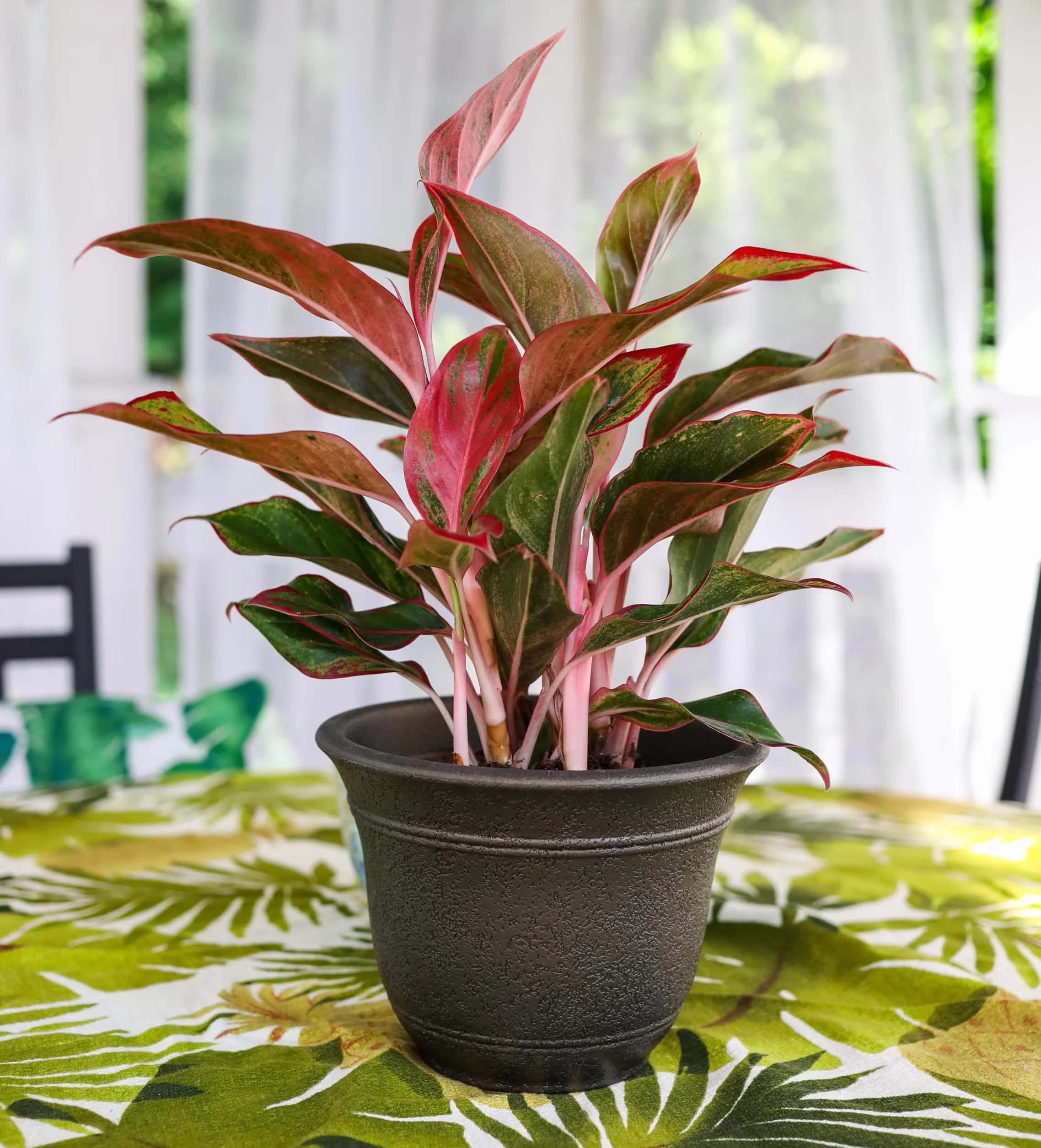 Sierra Pot de Fleurs Bronze Nordique 25,4 cm