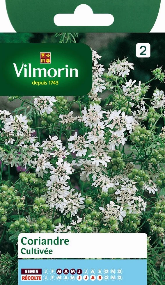 Vilmorin Pack de Graines Coriandre Cultivée