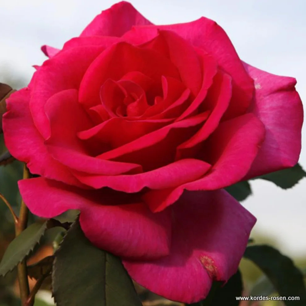 Rosa 'Parole' 25-30 cm pot - Rose parfum puissante floraison