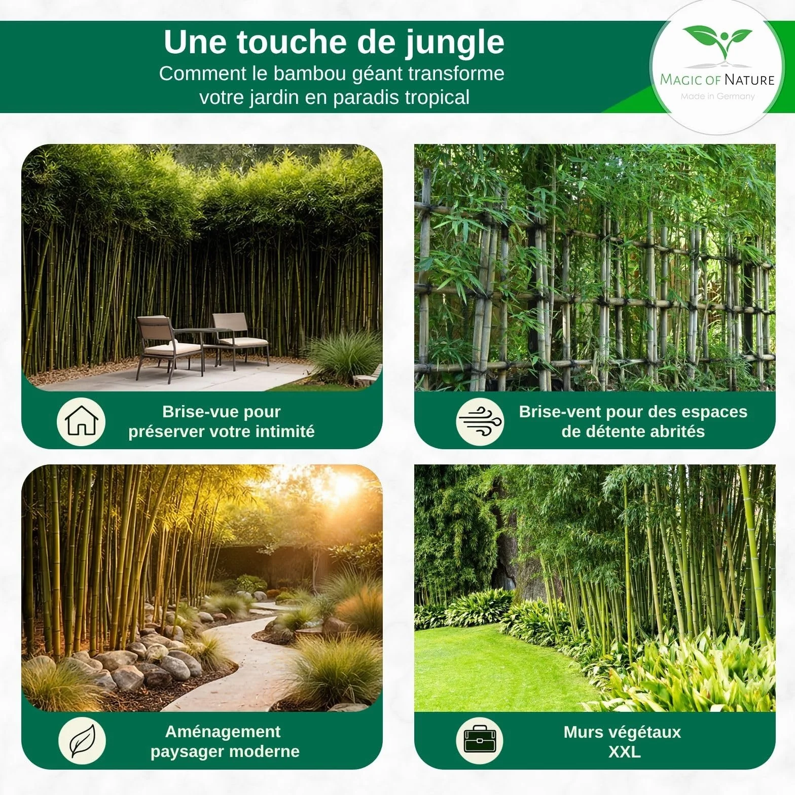 Magic of Nature Graines de Bambou Géant 60 pcs – Brise-vue Protection Vent Jardin
