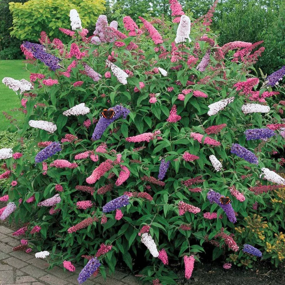 Buddleia Arbre à Papillons Tricolore Couleurs Mixtes Plante de Jardin en Pot