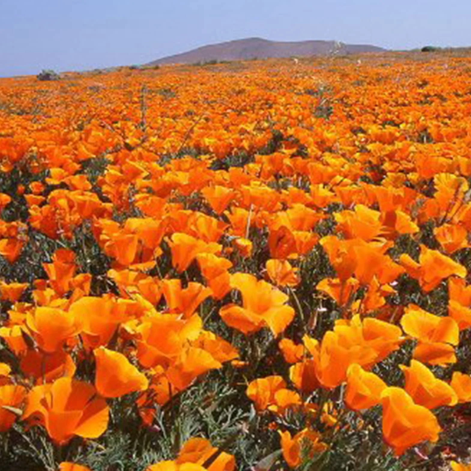 Graines D'Eschscholzia, Graines de Pavot de Californie 100 Pièces, Annuelle Orange Bonsaï Jardin