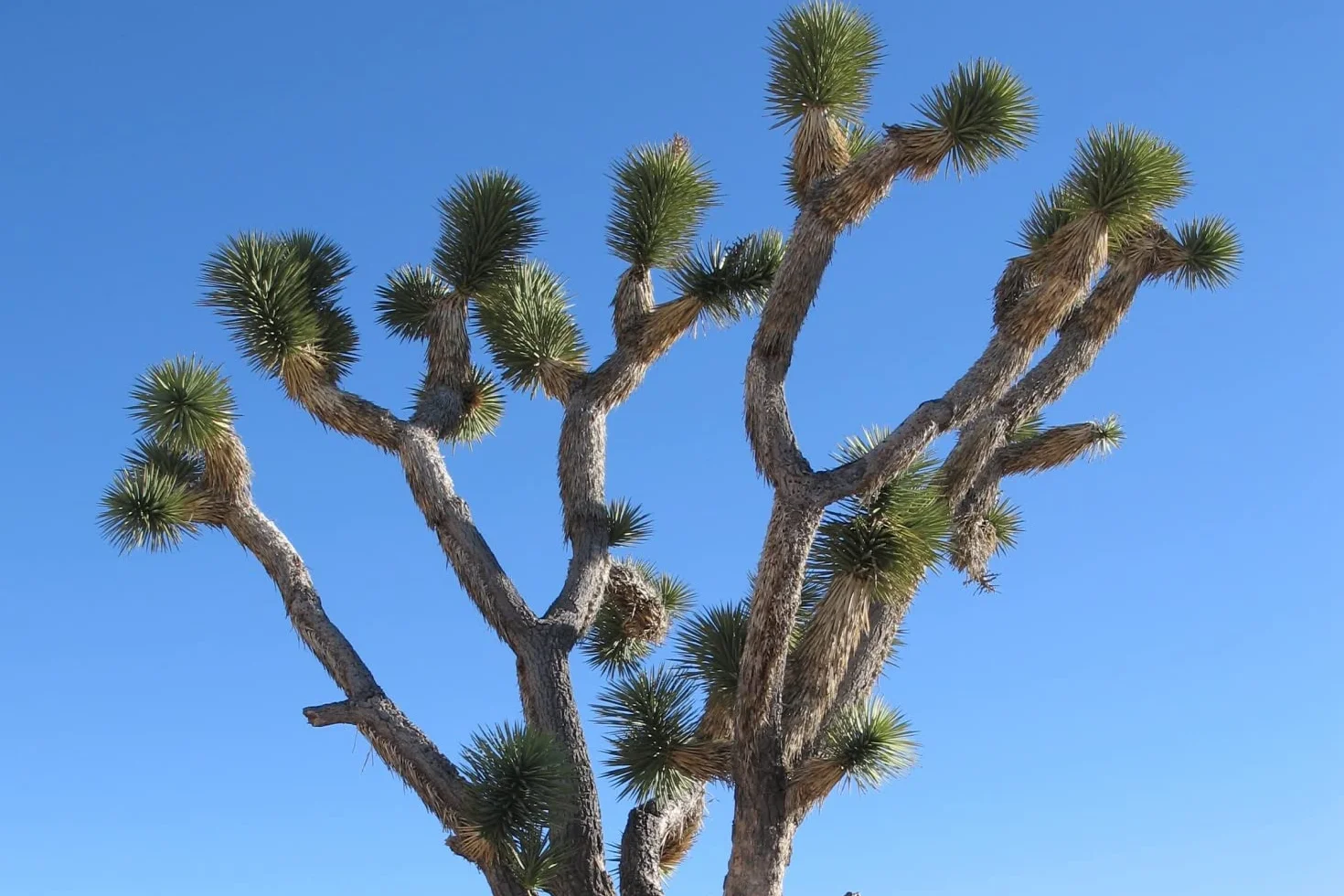 SAFLAX Yucca brevifolia Arbre de Josué 10 graines