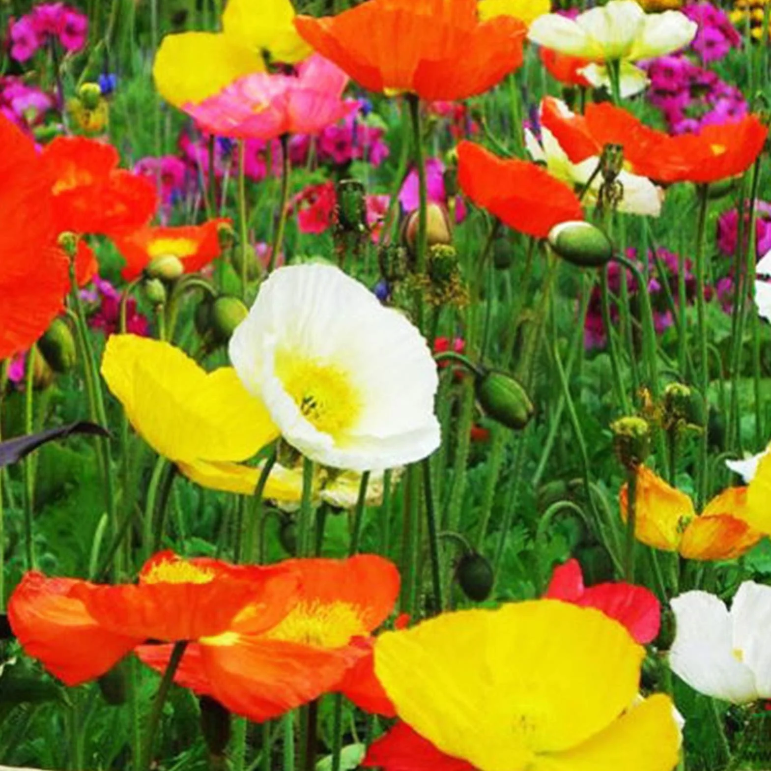 Graines De Papaver Rhoeas, 500 Pièces, Annuelles, Bonne Récolte, Graines De Fleurs De Jardin
