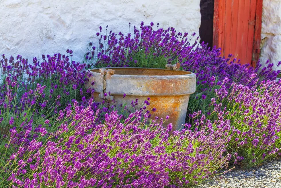 Bloomique Lavandula Angustifolia Plante de lavande Résistante au gel Hauteur 15-20 cm Motte 7 cm