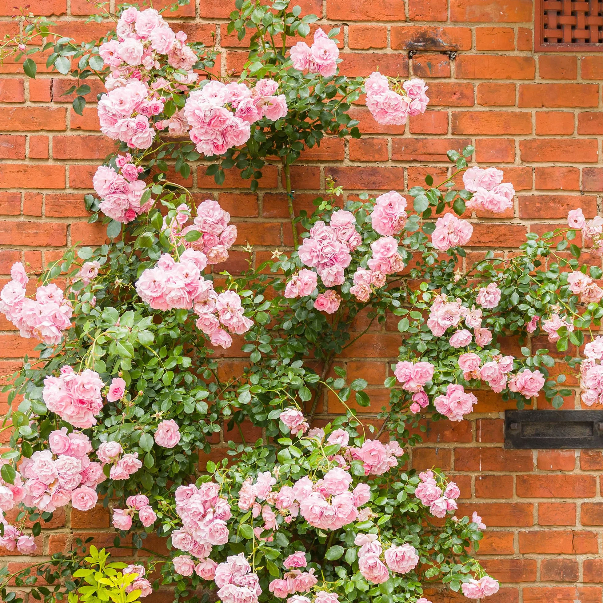 Rosier Grimpant Rose – Plante Grimpante Fleurie pour Murs, Pergolas & Clôtures