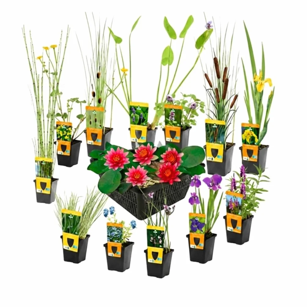 Vdvelde Mix 12 Plantes de Bassin P9 Nénuphar Nain Rouge Nymphaea Pygmaea Rubra 3 Paniers AQUA SET Plantes Oxygénantes Rustiques Mellifères