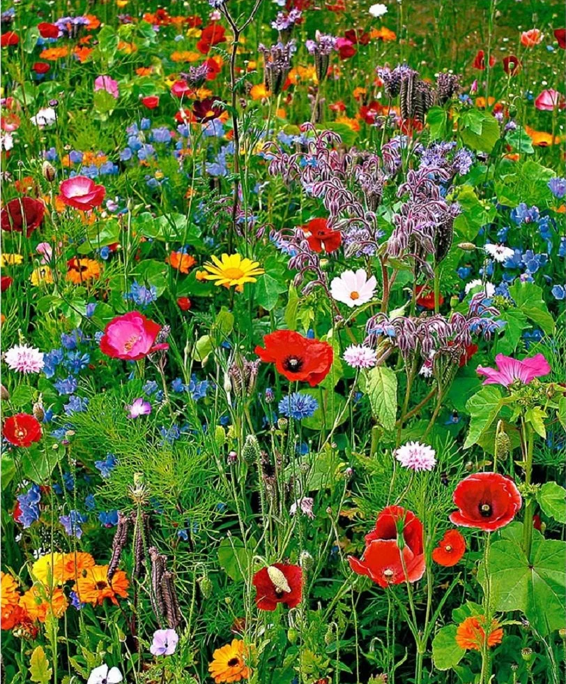 Lot de 100 graines de Fleurs sauvages en mélange - annuelles et vivaces