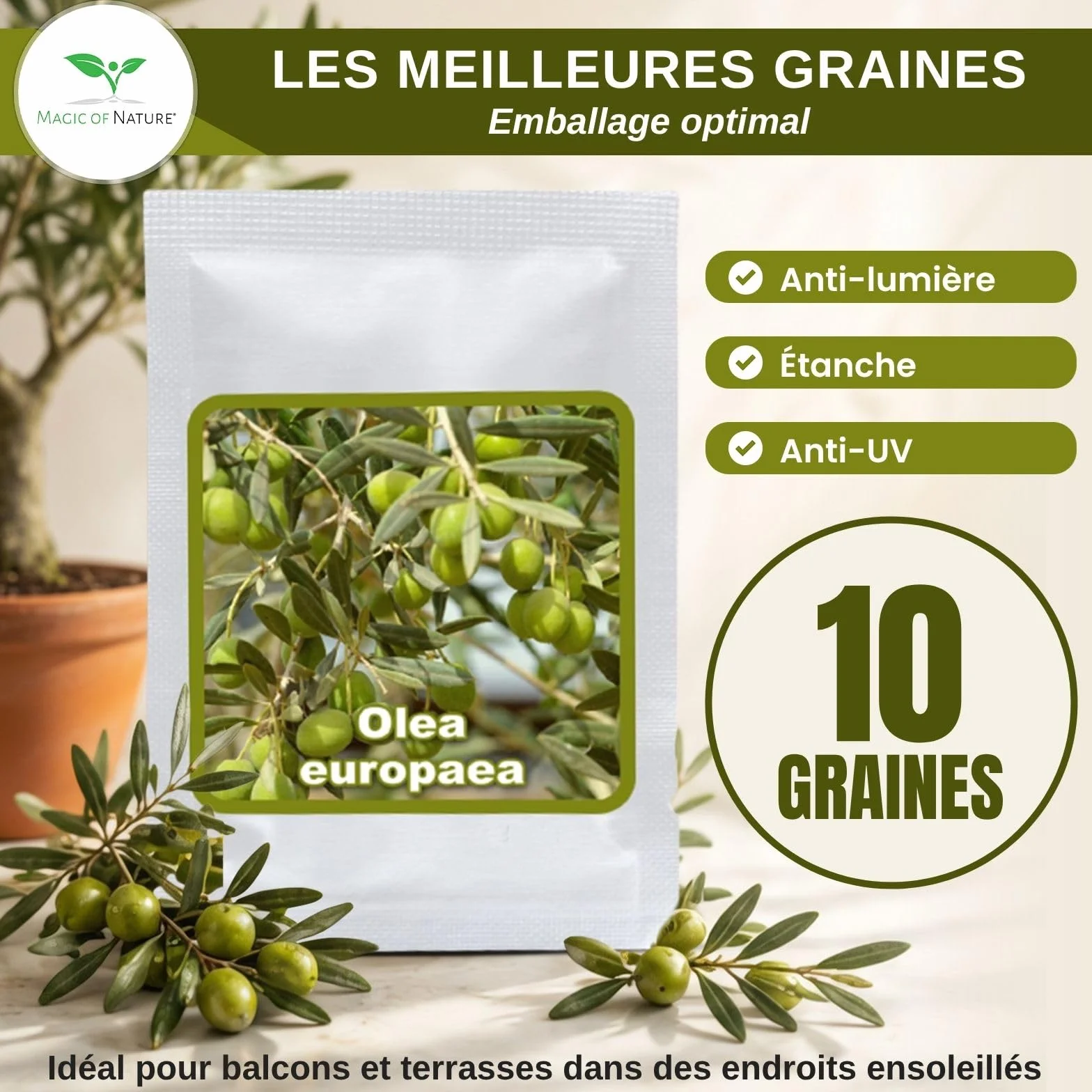 Graines d'Olivier Olea europaea 10 Pcs Arbre à Huile Jardin Balcon Bonsaï