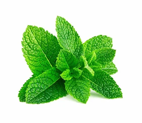 Menthe Verte 300 graines - Mentha Viridis - Herbes aromatiques