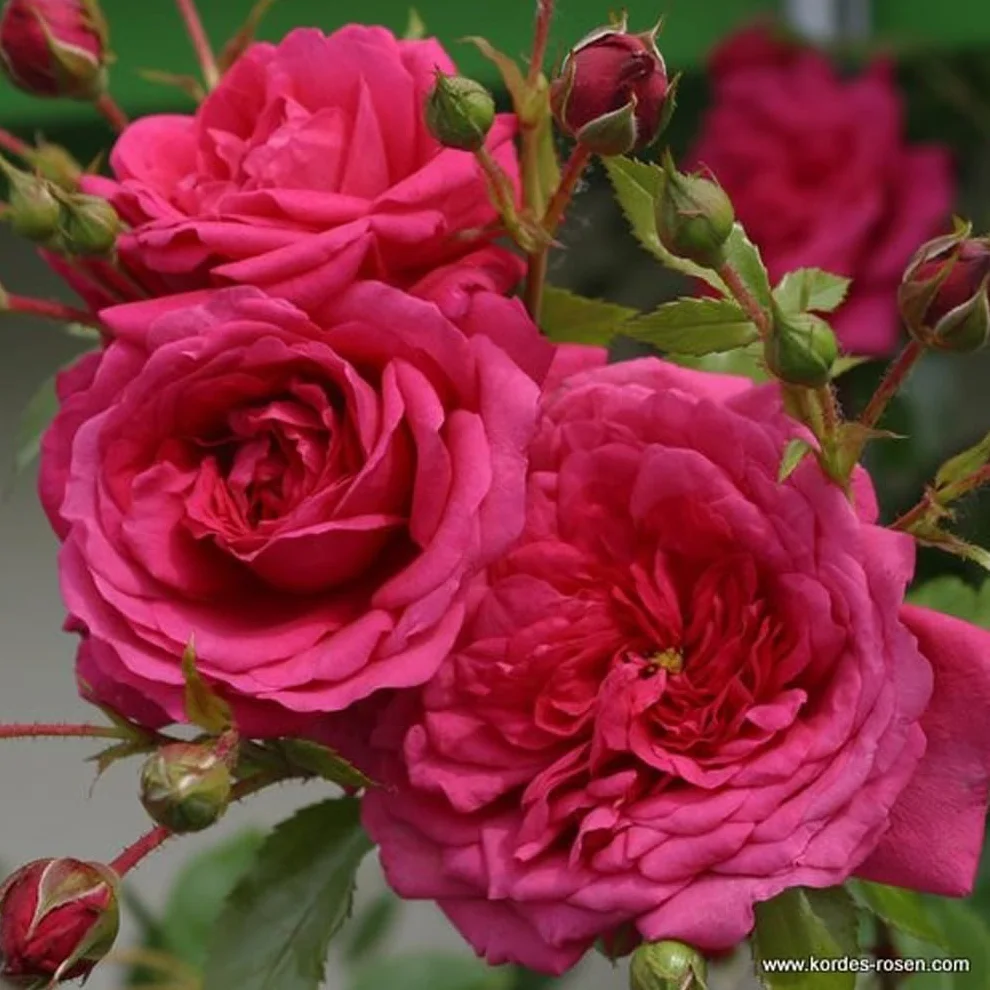 Rosier grimpant Rosa 'Laguna' magenta parfumé pot 25-30 cm 2x