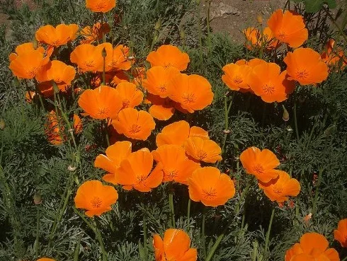 Pavot de Californie Graines de fleurs 1000 Orange