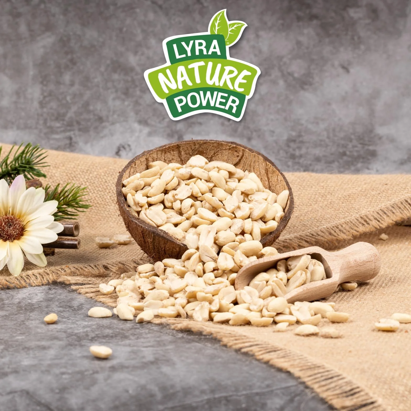 Lyra Pet® Graines de Cacahuètes Splits 20 kg pour Oiseaux Sauvages